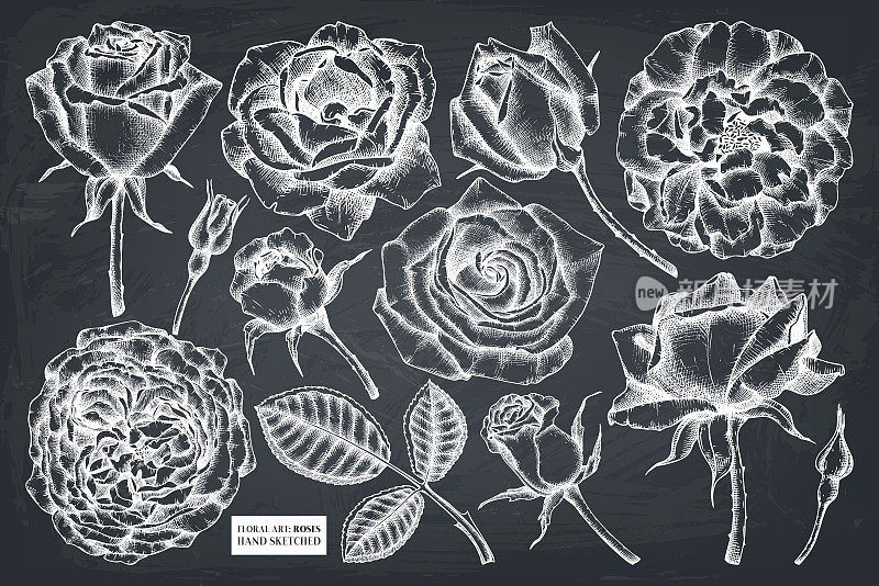 Roses flowers collection on chalkboard